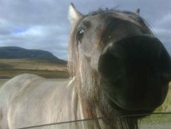 Got any old carrots or apples?